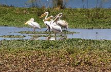 5 Days Amboseli Tour in Lake Naivasha and Masai Mara Safari
