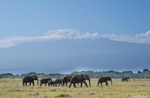 5 Days Amboseli Tour in Lake Naivasha and Masai Mara Safari