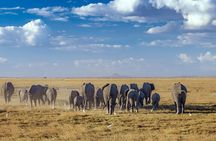 7-Day Amboseli, Lake Naivasha and Masai Mara Safari