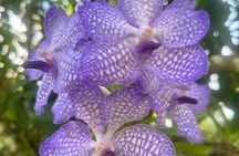 1/2 Day Puerto Vallarta Botanical Garden tour by Biologist Guide