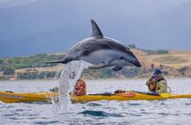 Kaikoura Kayaking Adventure Small Group Tour from Christchurch