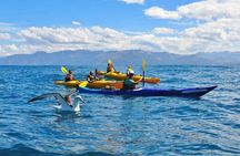 Kaikoura Kayaking Adventure Small Group Tour from Christchurch