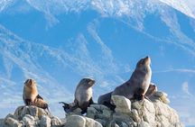 Kaikoura Kayaking Adventure Small Group Tour from Christchurch