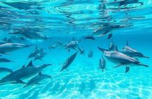  Dolphin House Snorkeling Adventure & Transfer W/Lunch–Marsa Alam