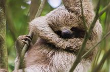 Coffee & Chocolate Tour+Sloths Park & Llanos de Cortez Waterfall