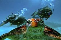 Dive Deep, Two Professional Dives, Transfer & Lunch – Hurghada