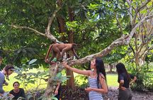 Iquitos: Visit to the authentic Monkey Island | Full Day