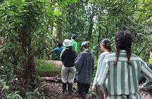 Iquitos: Secret to Black River | Full Day