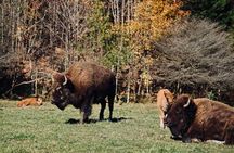 Montreal: Omega Park Canadian Wildlife Safari Adventure