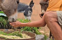 Dades Gorge & Roses valley Trekking with Mules or Donkeys 
