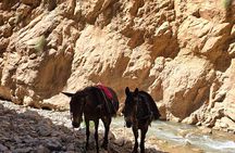 Dades Gorge & Roses valley Trekking with Mules or Donkeys 