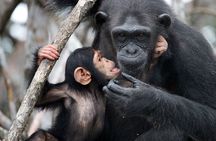 7-Day Private Uganda Gorilla Tracking Safari Tour From Entebbe