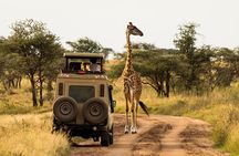 7-Day Private Uganda Gorilla Tracking Safari Tour From Entebbe