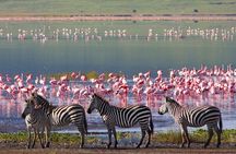 7-Day Private Uganda Gorilla Tracking Safari Tour From Entebbe