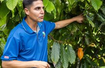Coffee & Chocolate Tour+Sloths Park & Llanos de Cortez Waterfall