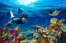 Daymaniyat Islands Snorkeling Tour