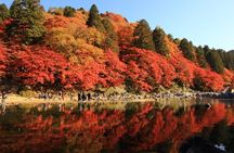 Colored Leaves in Korankei, Obara Four-season Cherry 