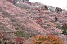 Colored Leaves in Korankei, Obara Four-season Cherry 