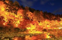 Colored Leaves in Korankei, Obara Four-season Cherry 