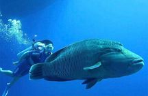 Luxury Cruise to White Island and Ras Mohamed - Sharm El Sheikh