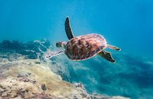 8 Hours Private Tours in Puerto Rico