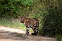 4 days Golden Triangle Tour from Delhi with Leopard jeep safari