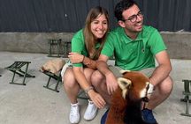 Unique One-Day Tour: Interactive Experience with Red Pandas