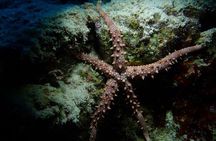 Dive Deep, Two Professional Dives, Transfer & Lunch – Hurghada