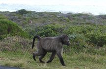  Cape of good hope and penguins small group Tours