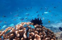 Mission Beach: Small Group | Outer Reef Snorkel & Dunk Island
