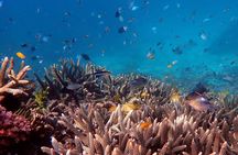 Mission Beach: Small Group | Outer Reef Snorkel & Dunk Island