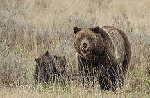 Private Small Group Yellowstone Wildlife Safari