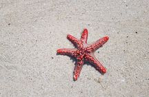 Full day Dolphin tour, Nungwi and Kendwa Beach Tour with Lunch