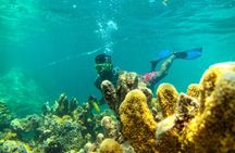 Dolphin and Snorkeling Activity to Mnemba from Nungwi