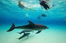 Dolphin and Snorkeling Activity to Mnemba from Nungwi