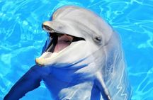 Dolphin and Snorkeling Activity to Mnemba from Nungwi