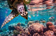 Full day Trip Abu Dabbab Snorkel with Turtles & Lunch - Hurghada