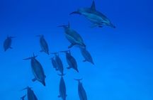 Dolphin House Reef Sea Trip & Snorkeling / Transfers – Marsa Alam