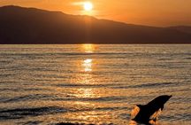 Medulin: 85% Dolphin Sunset Cruise, All-Inclusive & Face Painting