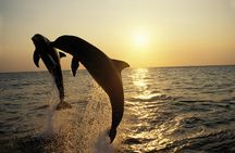 All-Inclusive Sunset Cruise & Dolphin Watching – Medulin