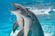 Photo Session with Dolphins Unforgettable And Transfer - Hurghada