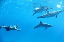 Private Dolphin Swim & Speedboat Tour & Water Sports - Hurghada