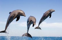 Dolphin Snorkel With private Speed Boat & Water Sports - Hurghada