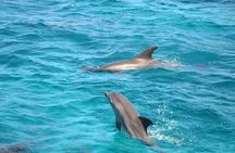 Semi Private Dolphin Swim by Speedboat & Transfer-Hurghada