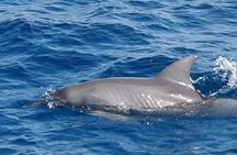 Semi Private Dolphin Swim by Speedboat & Transfer-Hurghada