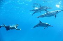 Semi Private Dolphin Swim by Speedboat & Transfer-Hurghada