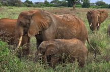 Elky Tours 2 Days Tsavo East Tour