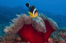 Whale Watching and Private Ocean Safari Experience in Mauritius