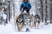 1-Hour Winter Dog Sled Ride with Local Mushers and Teams