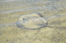Noosa Heads: Hidden Waterways & Wildlife Kayak Tour